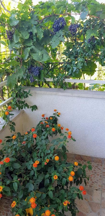 Apartment Botanica