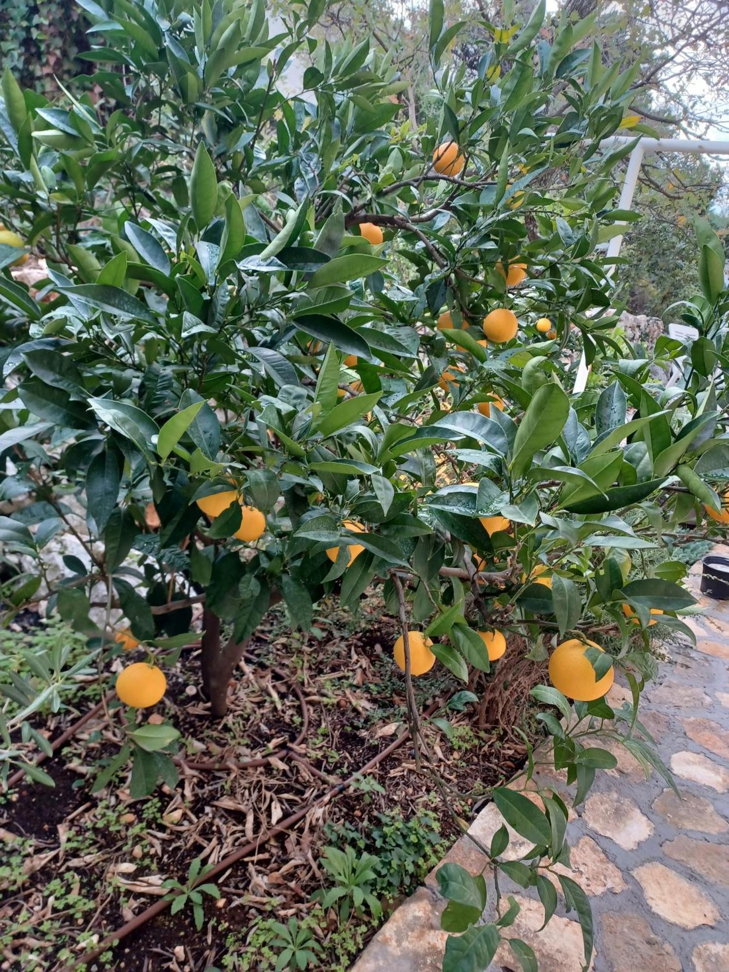 Apartment Botanica Rogoznica (Sibenik-Knin)